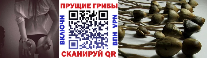 даркнет сайт  Приволжск  Псилоцибиновые грибы прущие грибы 